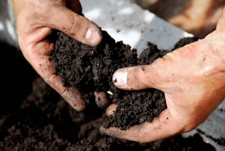 Remineralize Soil to Grow Nutrient Dense Crops